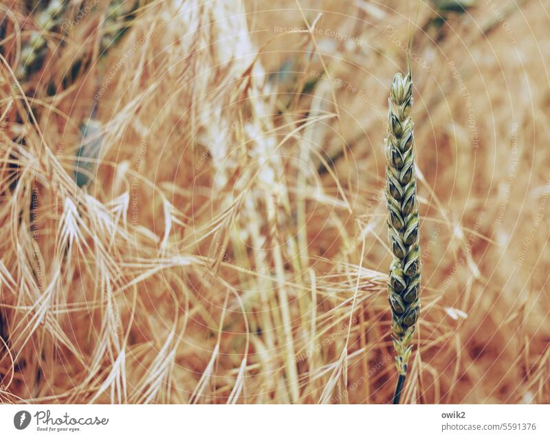 Feldrain Getreidefeld Halm Pflanze Frühling Umwelt Schönes Wetter Nutzpflanze Landschaft Natur stehen Korn Zusammensein Wachstum Außenaufnahme Detailaufnahme