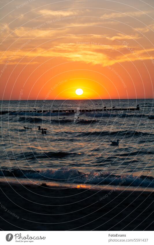 Sonnenuntergang über dem Meer mit Wellenbrecher, Strand und Vögeln Horizont Sandstrand Textfreiraum MEER Landschaft romantisch Konzept Idylle Holzpfosten Urlaub