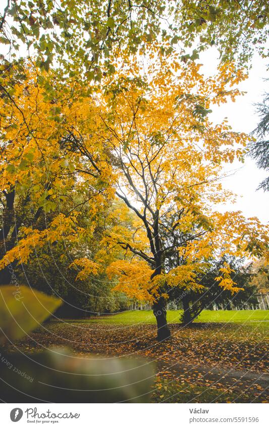 Herbstfarben im Zitadellenpark in Gent, Region Flandern, Belgien. Belgische Landschaft im November. Rot-orange-gelbe Blätter. Romantische und idyllische Szenerie