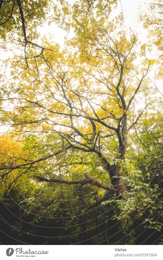Herbstfarben im Park Sint-Baafskouter in Gent, Region Flandern, Belgien. Belgische Landschaft im November. Rot-orange-gelbe Blätter. Romantische und idyllische Szenerie
