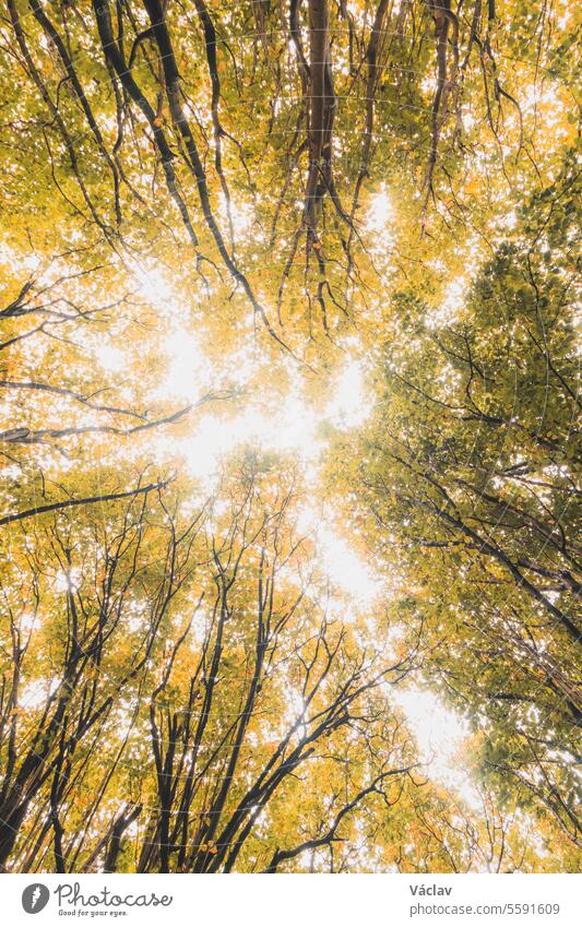 Herbstfarben im Park Sint-Baafskouter in Gent, Region Flandern, Belgien. Belgische Landschaft im November. Rot-orange-gelbe Blätter. Romantische und idyllische Szenerie