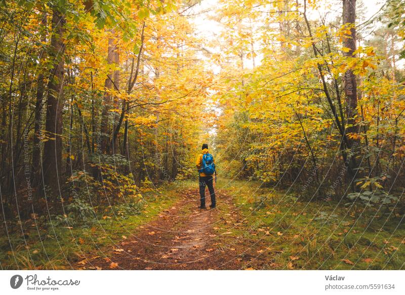 Rucksacktourist wandert durch den bunten Herbstwald im Nationalpark Hoge Kempen in Ostbelgien. Wildnis in Flandern im November junger Erwachsener laufen rau