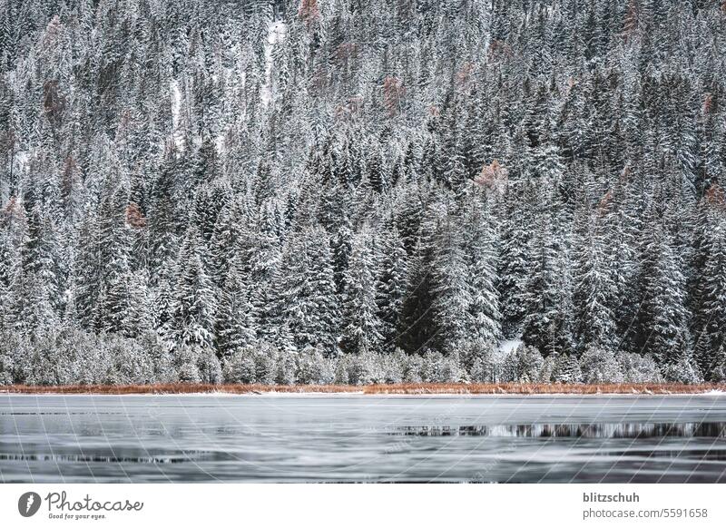 Teils gefrorener See mit Blick zum schneebedeckten Tannenwald Winter Frost Schnee kalt Eis Natur Wasser weiß Seeufer Landschaft Wetter frieren Umwelt ruhig