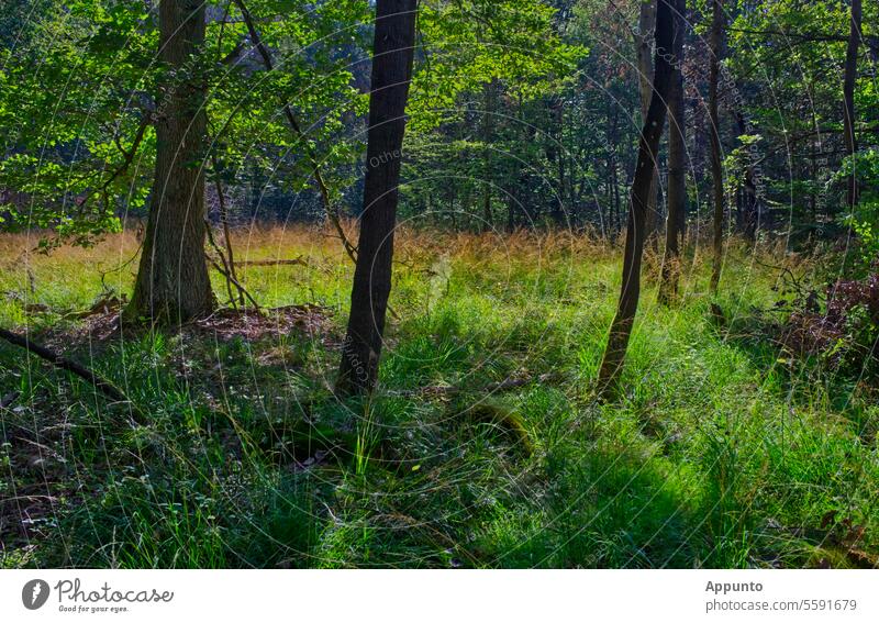 Auf einer Waldlichtung wachsen Wildgräser und bilden einen herbstlich leuchtenden farbigen Streifen Lichtung Sonnenlicht Vegetation bunt hell warm Natur