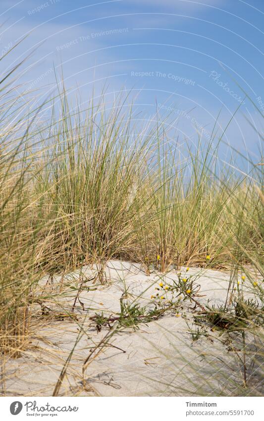 Ein Gefühl von Sommer Himmel blau Düne Sand Warm Dünengras Halme Ferien & Urlaub & Reisen Ostsee Natur Strand Menschenleer Außenaufnahme Farbfoto