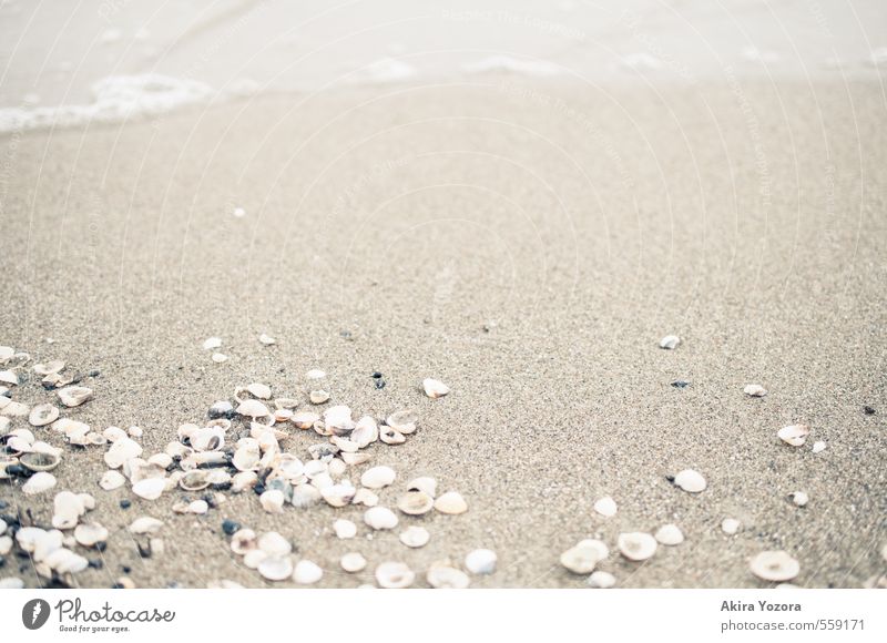 Gestrandet. Sand Strand Meer Wasser Muschel liegen Wellen Suche finden Ferien & Urlaub & Reisen Erholung ansammeln