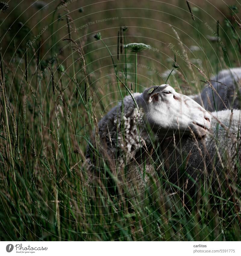 Echt schafes Foto Schaf Weide Tierhaltung Wiese Gras Natur Nutztier Landwirtschaft Wolle Tierporträt Fell Pflege Juckreiz Fellpflege Herde Vegetarier Schafherde