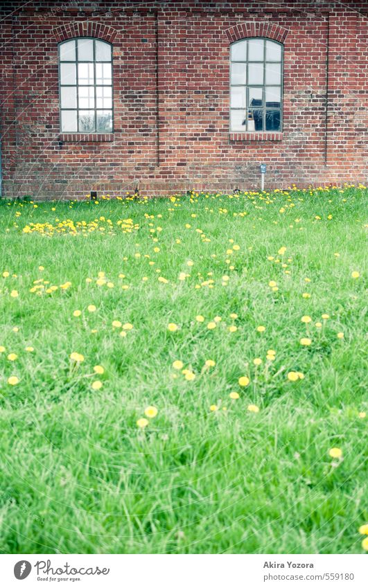 Naturgarten Sommer Gras Löwenzahn Wiese Haus Industrieanlage Bauwerk Gebäude Mauer Wand Fassade Fenster Arbeit & Erwerbstätigkeit Blühend Wachstum gelb grün rot