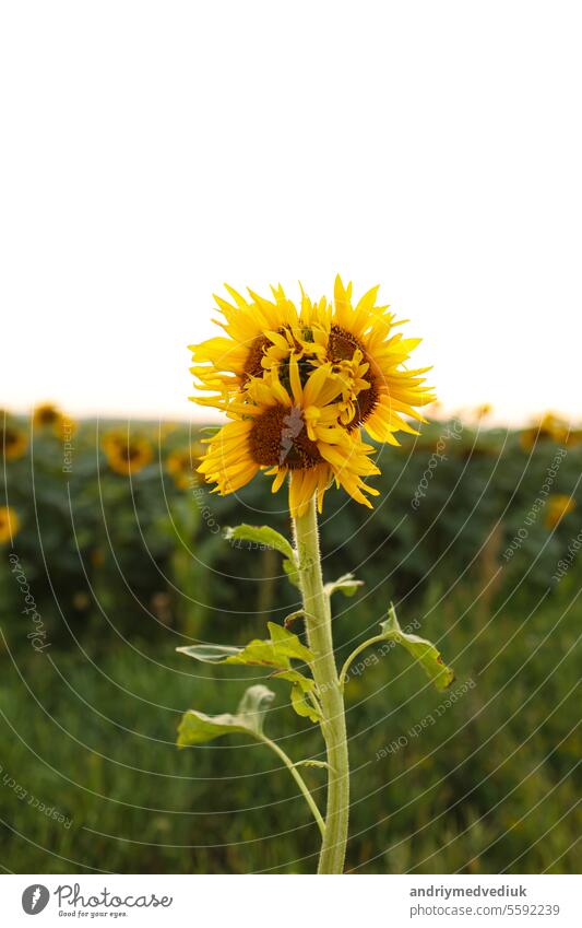 Ungewöhnliche veränderte Sonnenblumenmutation auf dem Feld. Deformierte, zusammengewachsene, mutierte gelbe Blume mit drei Köpfen. Klimawandel, globale Erwärmung. Vertikales Foto