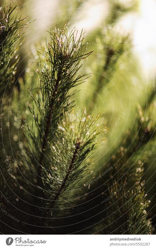 Close up junge immergrüne Kiefer Zweige mit langen seine Nadeln im Wald oder Park am sonnigen Tag. Weihnachten, Neujahr Geschenkkarte. Nadelbaum üppige Tanne. Festliche natürlichen Hintergrund