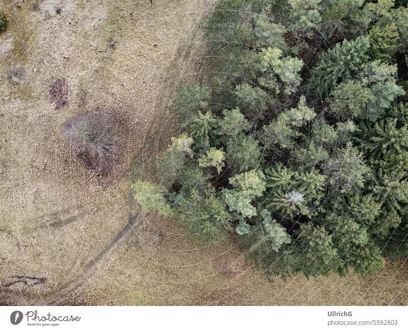 Nadelwald Luftaufnahme Wald Wälder Hain Baum Natur nadelhaltig Antenne downview Drohnenansicht mit Blick auf Drohnenflug herabsehend Landschaft Umwelt