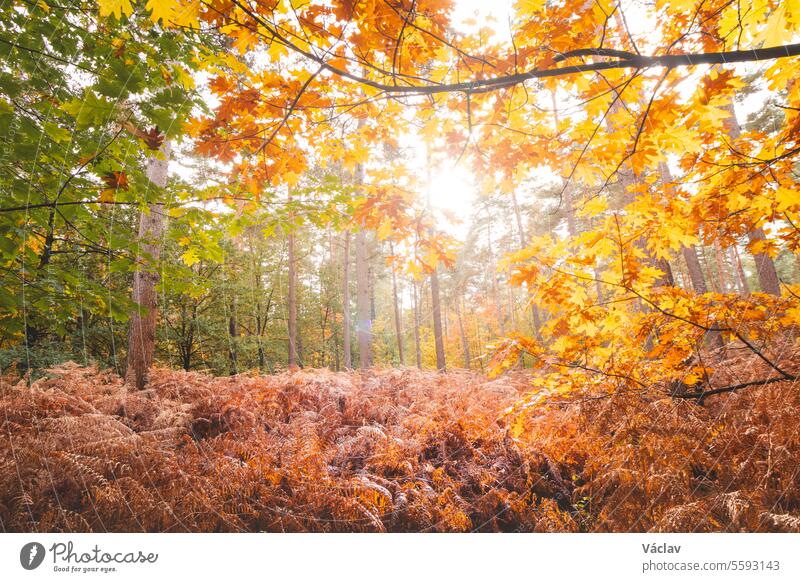 Bunter Herbstwald im Nationalpark Hoge Kempen, Ostbelgien, bei Sonnenuntergang. Ein Spaziergang durch die Wildnis in der Region Flandern im November