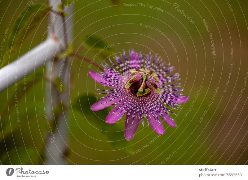 Seltene lilafarbene Passiflora miersii blüht an einer Rebe Passionsblume Purpurne Passionsblume Blume Blütezeit filigran tropisch exotisch Natur botanisch Wein