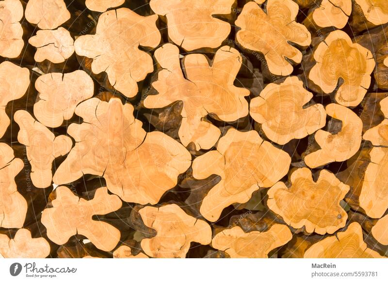 Baumscheiben baum bsumsacheibe baumscheiben baumstamm wald tropenholz maserung jahresringe wurzelholz geöb ockerfarbe form ansicht