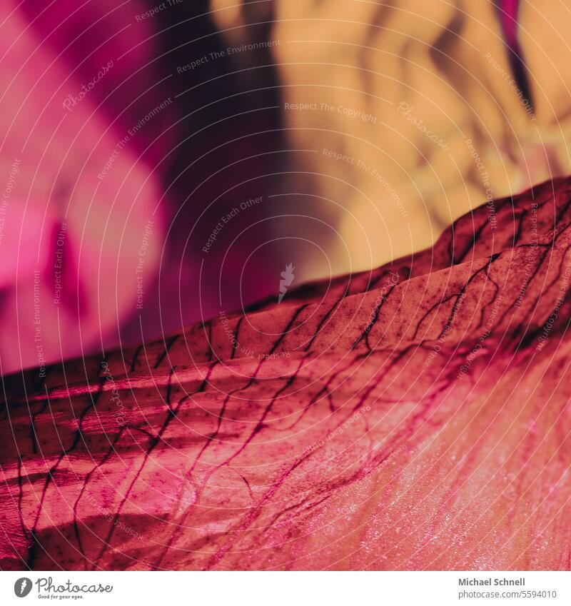Makroaufnahme eines roten Blattes abstrakt Abstraktion abstrakte Fotografie Rottöne Kunst Farbfoto Ästhetik Kreativität ästhetisch Muster Kunstwerk Design