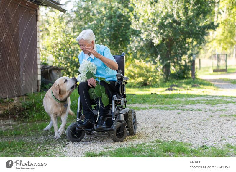Eine alte Frau im Rollstuhl im Gespräch mit einem großen Hund Senior Beteiligung weiß Hortensien Blume Haustier Tier abstützen grau Behaarung wirklich