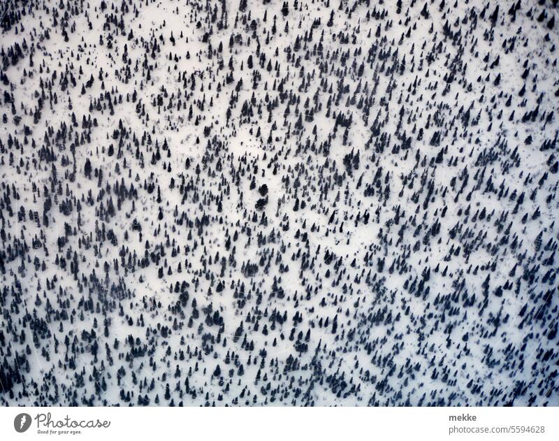 444 🍾 winterliche Tannenbäumchen (#444) Wald Schnee Winter Luftaufnahme Baum weiß Tannenbaum Draufsicht Landschaft Natur kalt Schneelandschaft Schneedecke