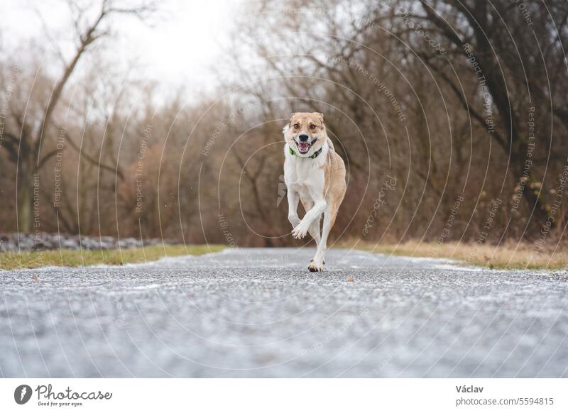 Porträt eines weißen und braunen Hundes, der draußen läuft. Laufen in der Wildnis Lustige Ansichten von vierbeinigen Haustieren Training Liebe Fröhlichkeit