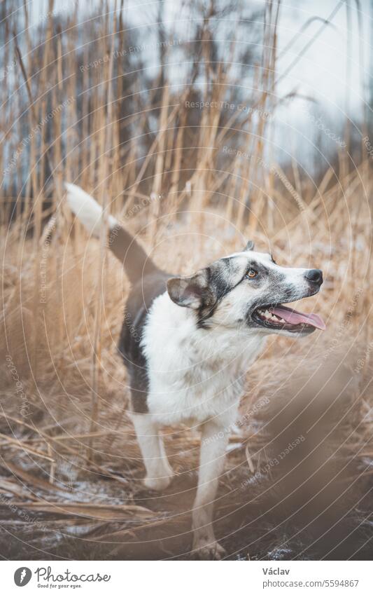 Porträt eines schwarz-weißen Huskys, der auf dem Feld läuft. Posing der Hund für die Kamera. Stolzer Besitzer. Ostrava, Tschechische Republik Training Liebe
