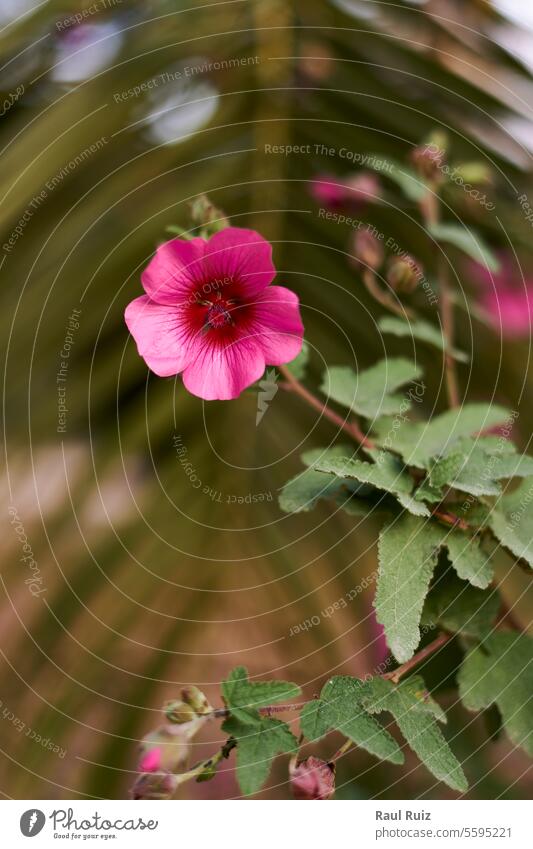 Arbolico's Mallow Blume, rosa mit unscharfem Hintergrund Farben verziert Roséwein violett Weg tagsüber Eiche Färbung Reittier Offroad Fliederbusch Natur