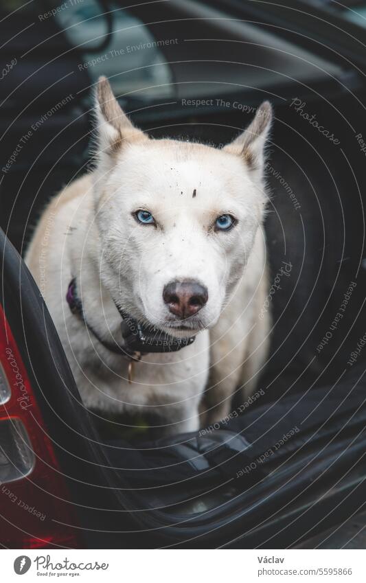 Weißer Siberian Husky, der im Kofferraum des Autos auf einen weiteren tollen Ausflug mit seinem Besitzer wartet. Reisen mit einem Hund sibirischer Husky Wolf