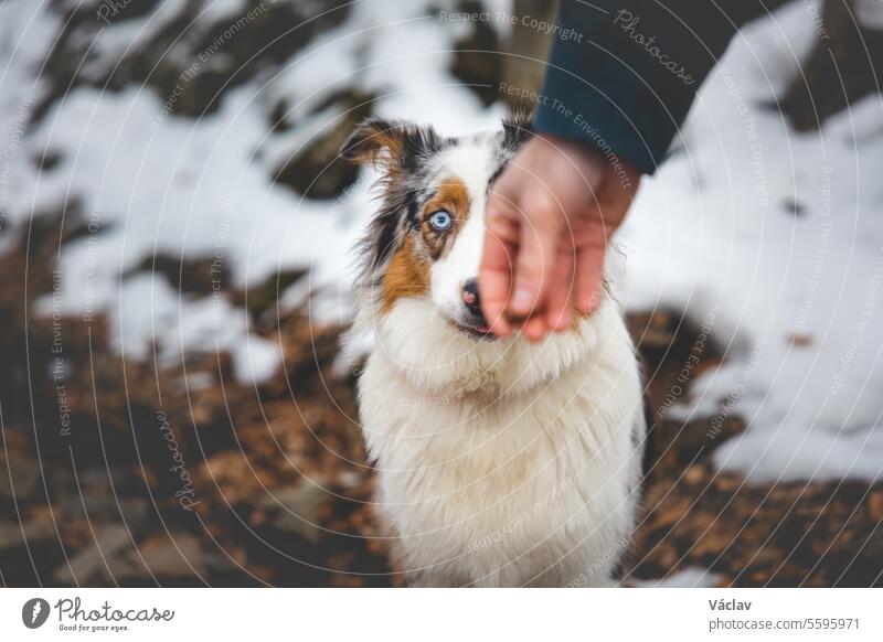 Porträt eines Australian Shepherd-Welpen im Schnee in den Beskiden, Tschechische Republik. Blick auf Hund auf seinen Besitzer und höflich warten