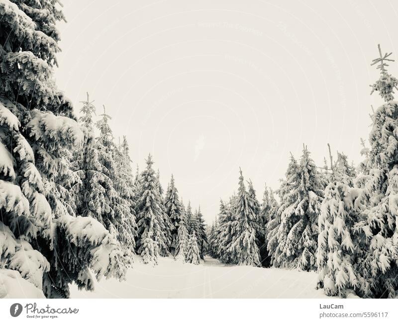 Im Winterwald Schnee Schneelandschaft verschneiter Wald verschneite Bäume Loipe Winterwanderung kalt weiß Winterlandschaft Jahreszeiten Winterspaziergang