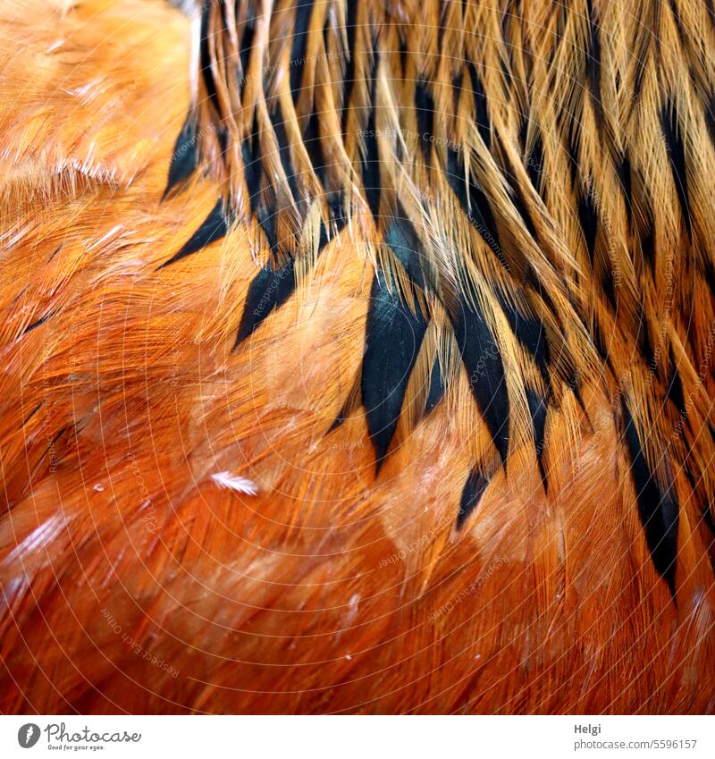 Wärmendes | Federkleid Huhn Hahn Federn Gefieder Nahaufnahme Makroaufnahme Detailaufnahme Vogel Tier Natur Außenaufnahme Menschenleer gelb braun orange schwarz
