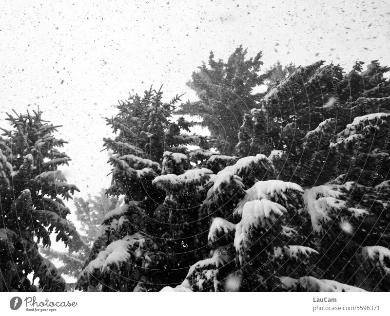 Schneetreiben Schneefall Schneeflocken Winter Wintertag Winterstimmung winterlich Bäume Wald Winterwald Winterzeit Winterlandschaft Schneelandschaft