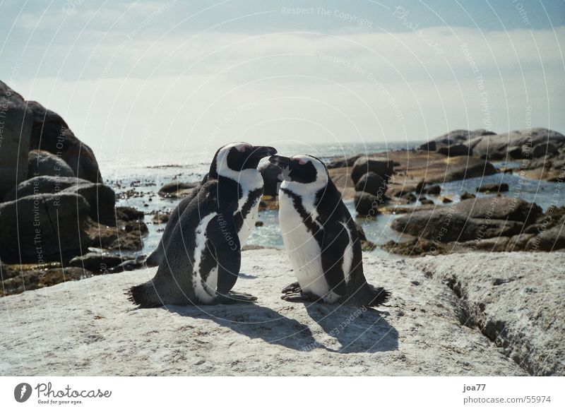 Verliebte Pinguine Meer Simon's Town Cape Of Good Hope Afrika Brillenpinguin Liebe paarweise Tierpaar zusammengehörig