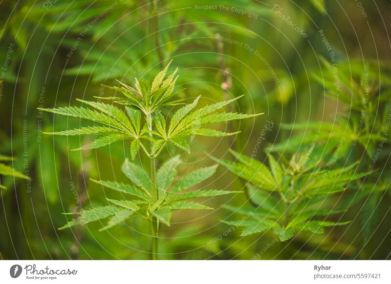 Legal Green Marijuana Cannabis Leaves Growing At Farm In Summer Day, Beautiful Cannabis Background. Cultivation Hintergrund. Marihuanaanbau Grüner üppiger Hintergrund von Blättern. Junge Cannabis Pflanze
