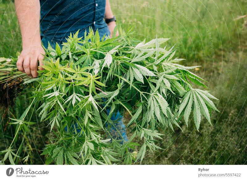 Mann hält Haufen Haufen legale grüne Marihuana Cannabis Sprout in seinen Händen. Cannabis Schöne Marihuana Cannabis Pflanze. Nahaufnahme Gesundheitswesen