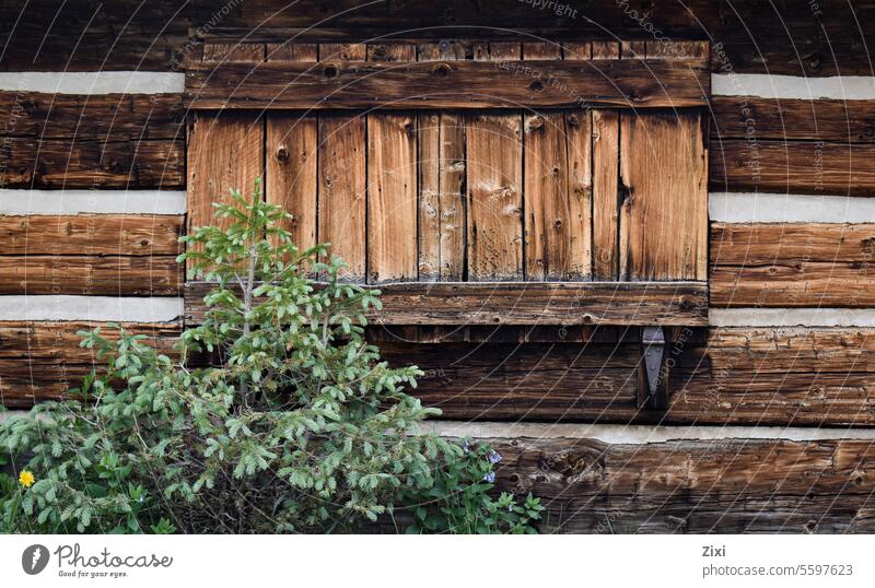Holzhütte Detail mit Tanne #Holz #Tanne #Baum #Kajüte #Grün #braun
