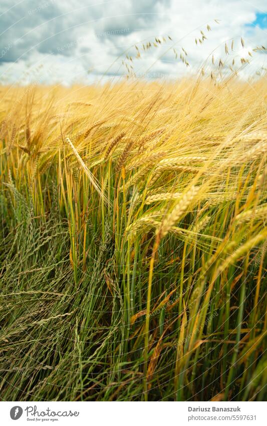 Gerstenähren auf dem Feld und im Himmel Ohr gold Ackerbau Natur Sonnenlicht im Freien Pflanze Korn Wachstum Weizen Sommer Ernte Samen Szene ländlich Brot