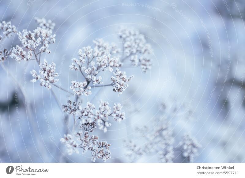 frostige Schönheit Frost Samenstand vertrocknet Pflanze Fruchtstand verblüht Natur natürlich Winter kalt gefroren Raureif Vergänglichkeit Winterstimmung