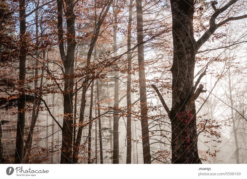 Morgens im Wald Nebel Natur Stimmung Umwelt morgens Sonnenlicht mystisch frisch Baum Klima Märchen geheimnisvoll Laubwald Urelemente Klimawandel Morgenstimmung