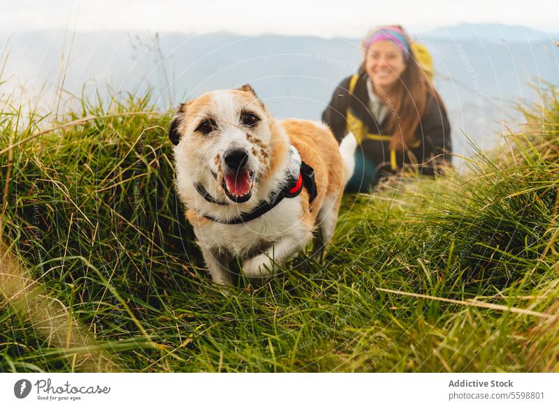 Reisen mit Haustier Hund Frau freundlich Glück Berge u. Gebirge Wanderung reisen im Freien angenommen ohne Rasse Abenteuer Kaukasier Natur Trekking niedlich