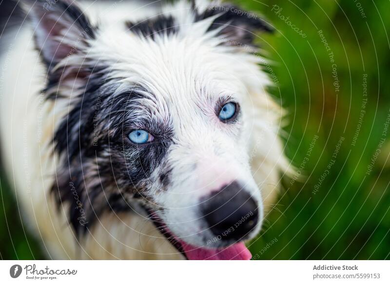 Border Collie Blue Merle Hund blue merle weiß schwarz blaue Augen Haustier Eckzahn Canis lupus familiaris jung Spaziergang Windstille Glück Porträt niemand