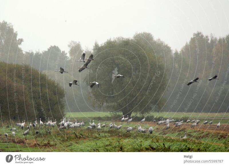 Kraniche auf Futtersuche Vögel Vogelzug Herbst viele Wiese Feld Baum Strauch Himmel Morgen morgens Nebel nebelig Zugvögel fliegen Freiheit Vogelschwarm Wildtier