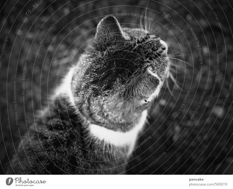 HappyBirthdayPhotocase | looking forward Haustier Katze 1 Tier Zeichen Abenteuer Bewegung entdecken Entschlossenheit Fell Tigerkatze Schwarzweißfoto