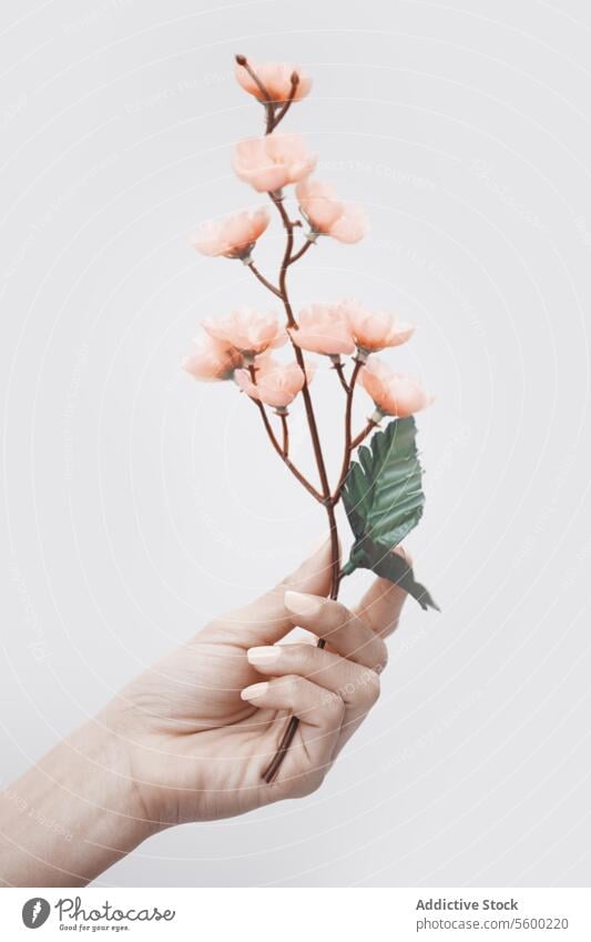 Hand mit Sakura Blume Pflanze Blütenknospen geblümt Flora Beteiligung Blütezeit vertikal menschlich Frau Schönheit Symbol Konzept rosa Person Kirschbaum