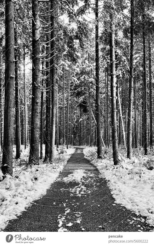 oh tannenbaum | von frau holle geschmückt! Wald Bäume Weg Waldweg Schnee Tannenbaum Landschaft Winter Wintertag Winterwald Winterspaziergang Waldspaziergang