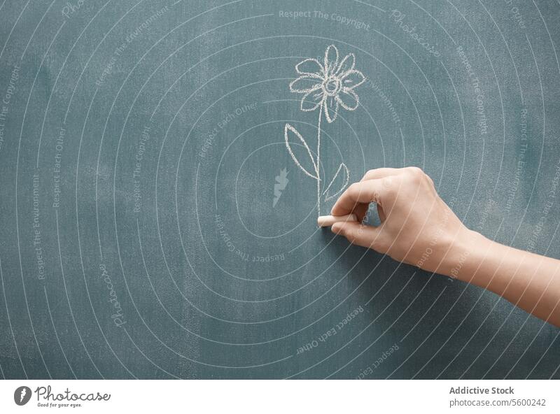 Schenkende Blume Hand Tafel Zeichnung Kreide abbilden Glied Körperteil Pflanze Natur natürlich menschlich Umweltschützer Konzept Umweltschutz Entwicklung