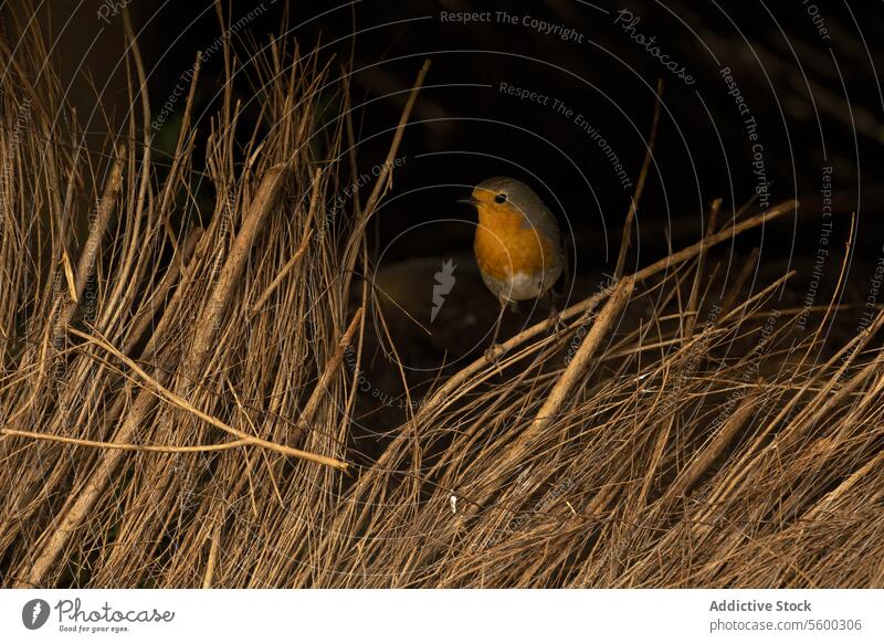 Rotkehlchen in der Abenddämmerung im Schilf versteckt Europäischer Rotkehlchen Vogel Schilfrohr Herbst Natur Tierwelt Barsch Orangenbrust Schatten Hintergrund