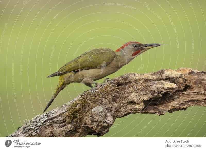 Grünspecht auf einem Baumast Specht Picus vridis grün Vogel Tierwelt Natur Ast gehockt natürlich Lebensraum weich Hintergrund im Freien Feder Schnabel Profil