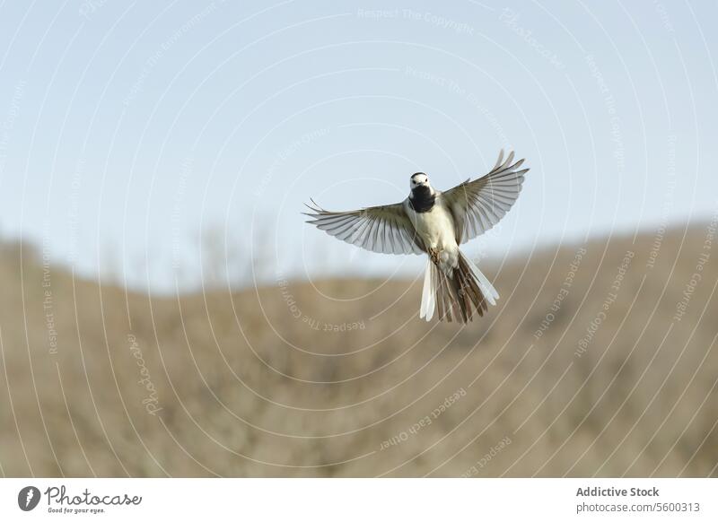 Elegante weiße Bachstelze im Flug mit ausgestreckten Flügeln Vogel gleiten Air Hintergrund Natur Tierwelt Motacilla alba mitten im Flug filigran Feder im Freien