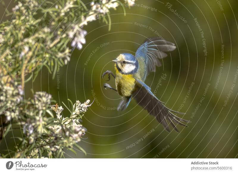 Blaumeise im Flug im Anflug auf einen Busch Vogel Flügel Natur Buchse Blütezeit Cyanistes caeruleus verschwommener Hintergrund Tierwelt mitten im Flug