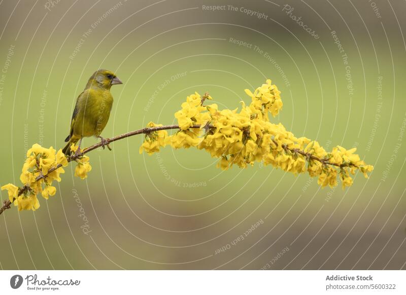 Grüner Grünfink auf einem blühenden gelben Zweig Vogel grün Ast Blütezeit Weichzeichner Chloris chloris Hintergrund Natur Tierwelt ruhig gehockt aussruhen Flora