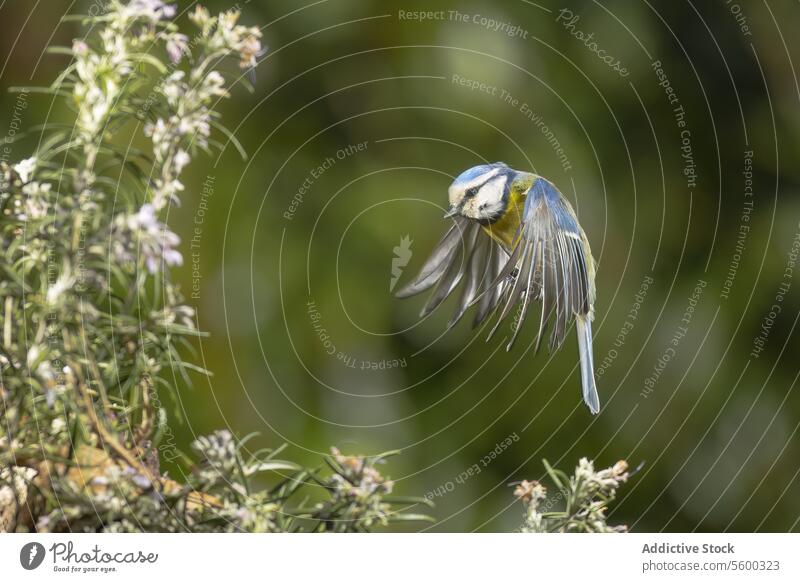 Anmutige Blaumeise im Flug zwischen grünem Laub Vogel in der Luft Laubwerk Natur Tierwelt Flügel Federn fliegen agil im Freien natürlicher Lebensraum