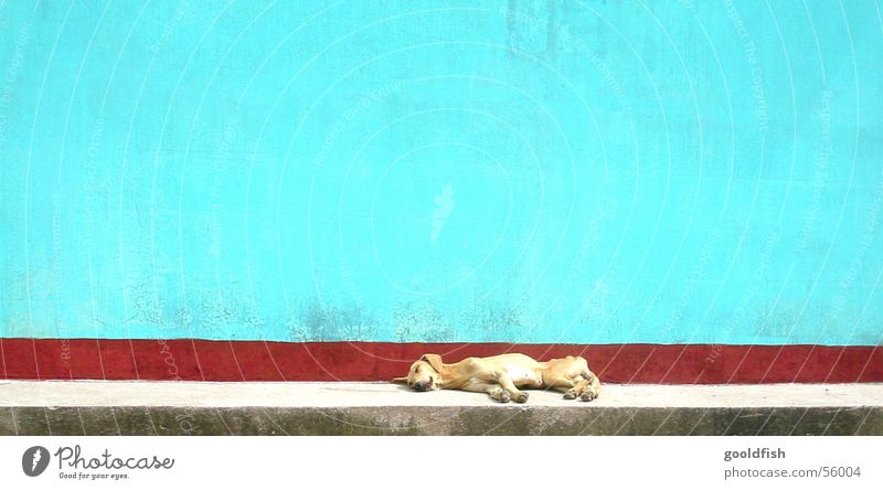 siesta schlafen ruhig Hund mehrfarbig Hintergrundbild Tier Mauer Mittelamerika Ferien & Urlaub & Reisen Appetit & Hunger Stein